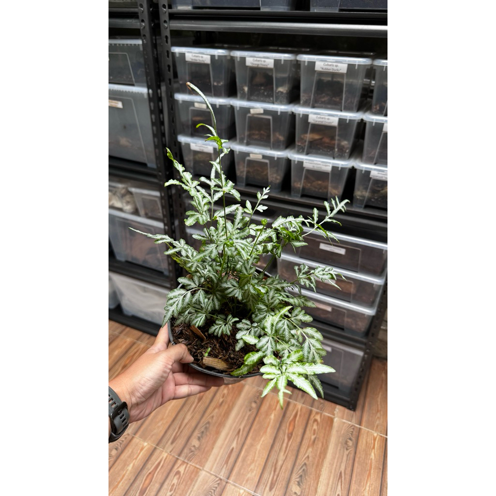 Pteris ensiformis / Tanaman Pakis Terestrial / Fern