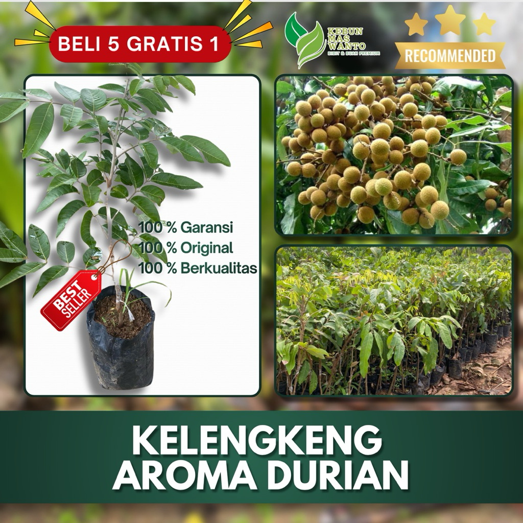 BIBIT BUAH KELENGKENG VARIETAS AROMA DURIAN-BIBIT KELENGKENG AROMA DURIAN-BIBIT BUAH KELENGKENG