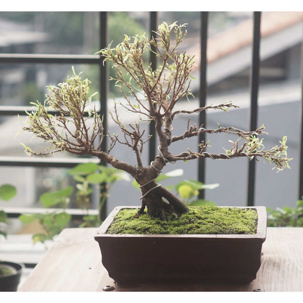 Bonsai Mame Beringin Africa Siap pajang