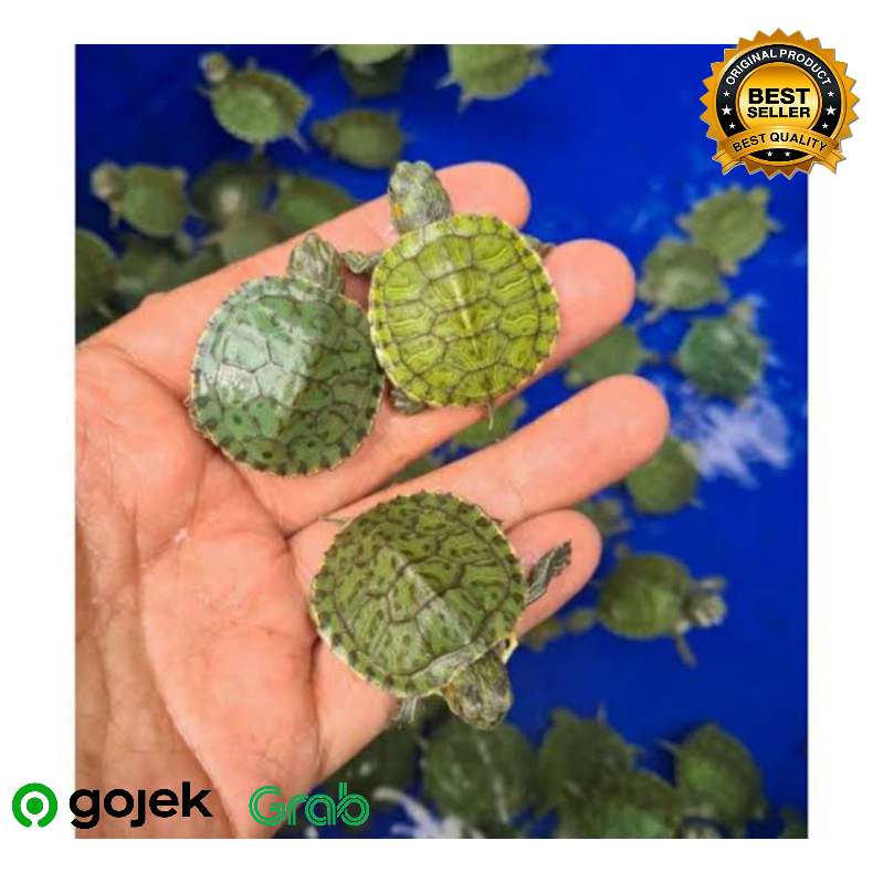 MAINAN ANAK KURA KURA BRAZIL BABY , DEWASA / KURA KURA BABY REMAJA