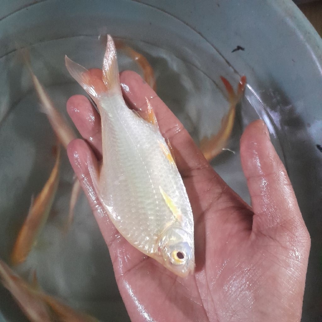 ikan hias kaviat albino jumbo