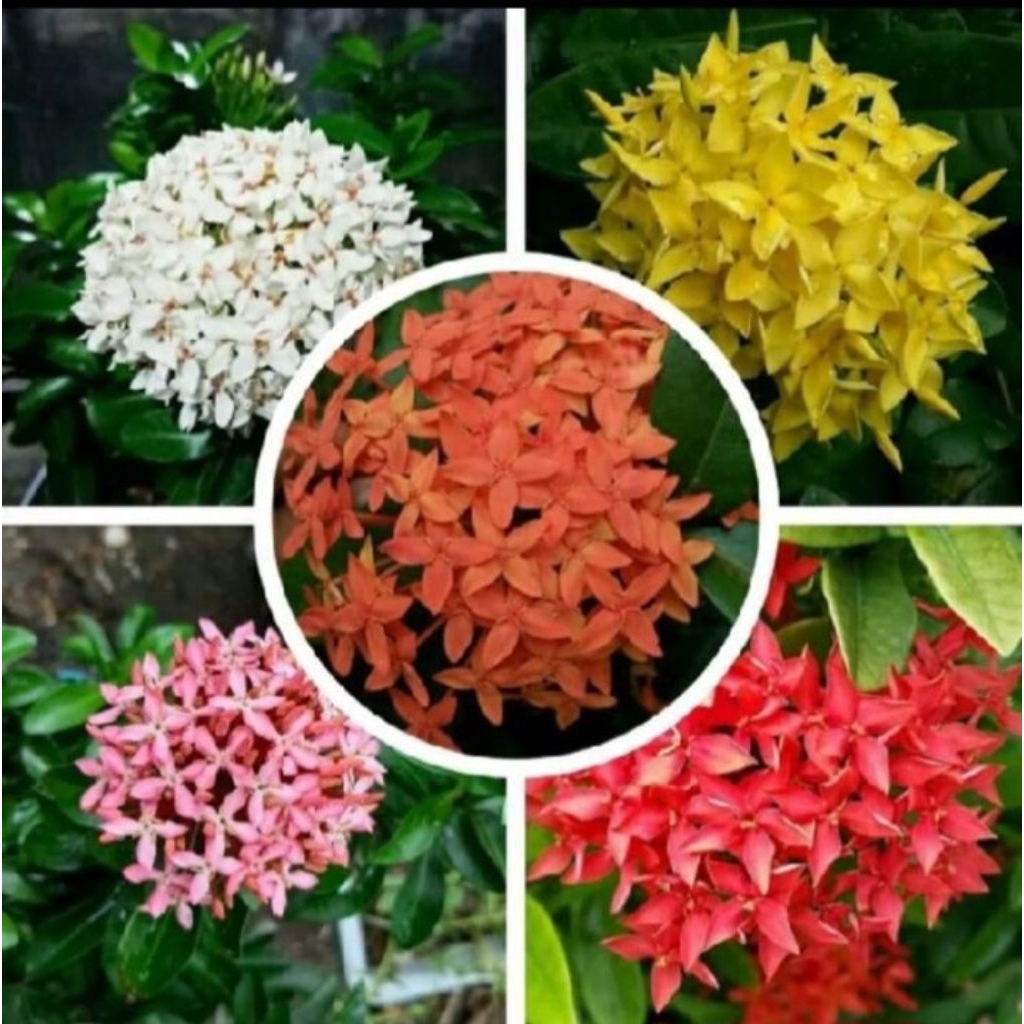 Tanaman hias bunga asoka warna warni atau bung ixora atau tanaman hias asoka daun micro