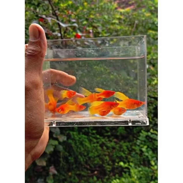 hiasan aquarium platy sunrise