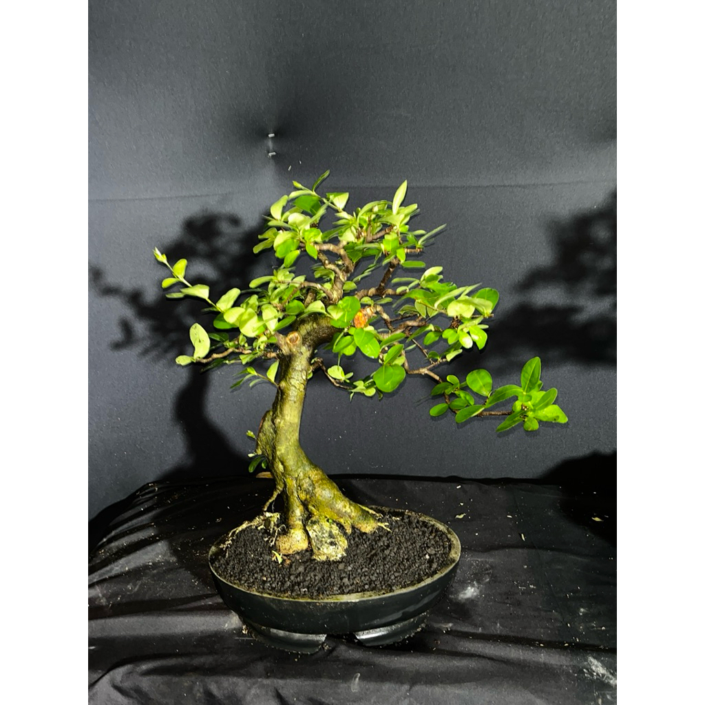 bonsai sianci sudah berbuah