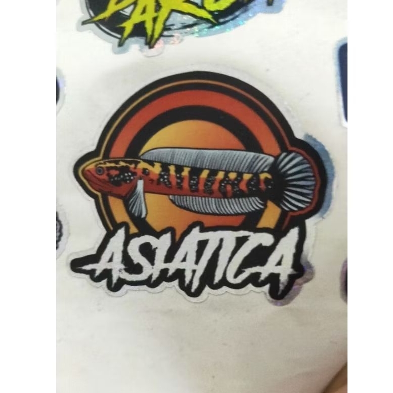 stiker channa asiatica KALIMAYA x LEUCISTIC