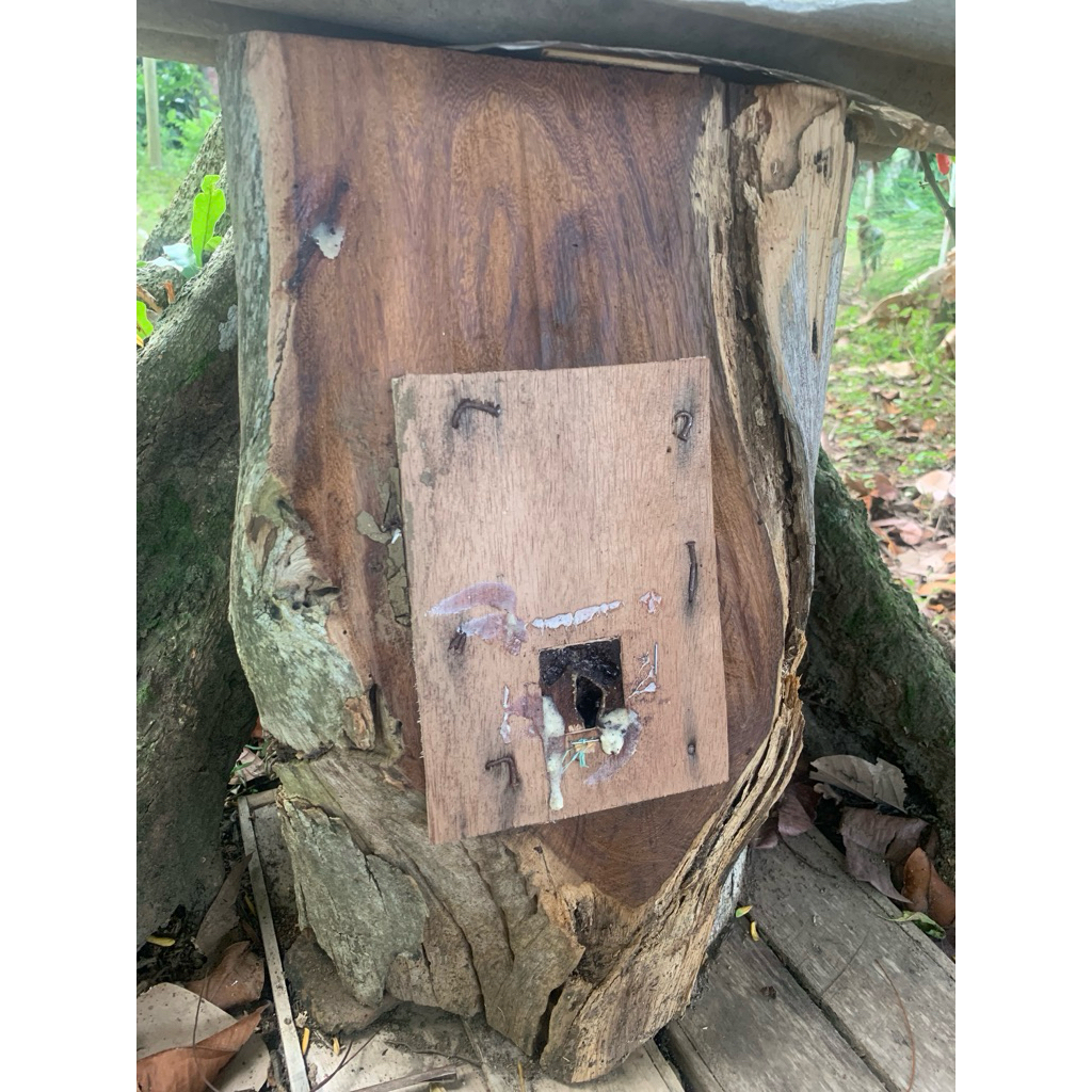 Klanceng Biroi Log Ori