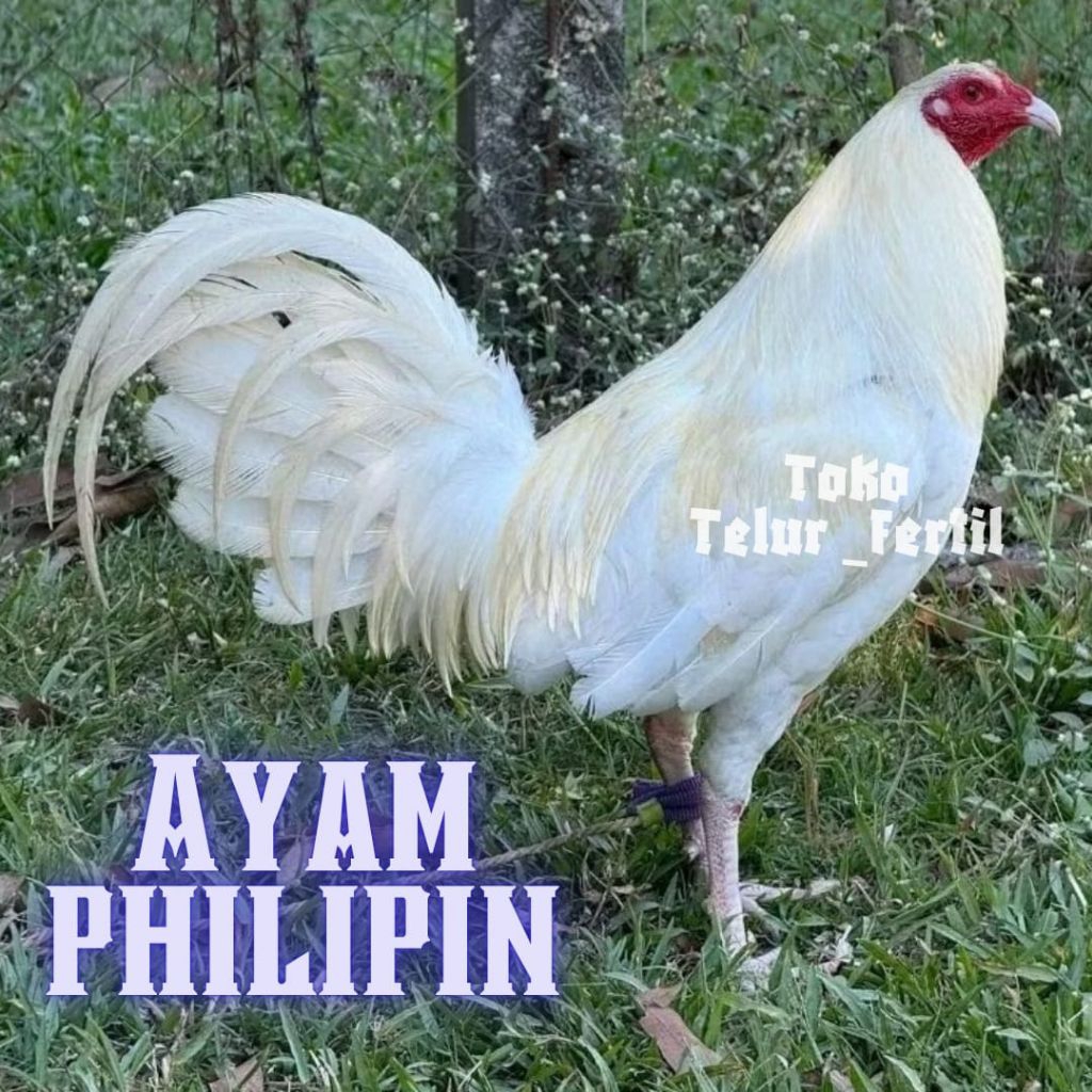 TELUR  AYAM PHILIPIN ASLI  UNTUK DITETASKAN
