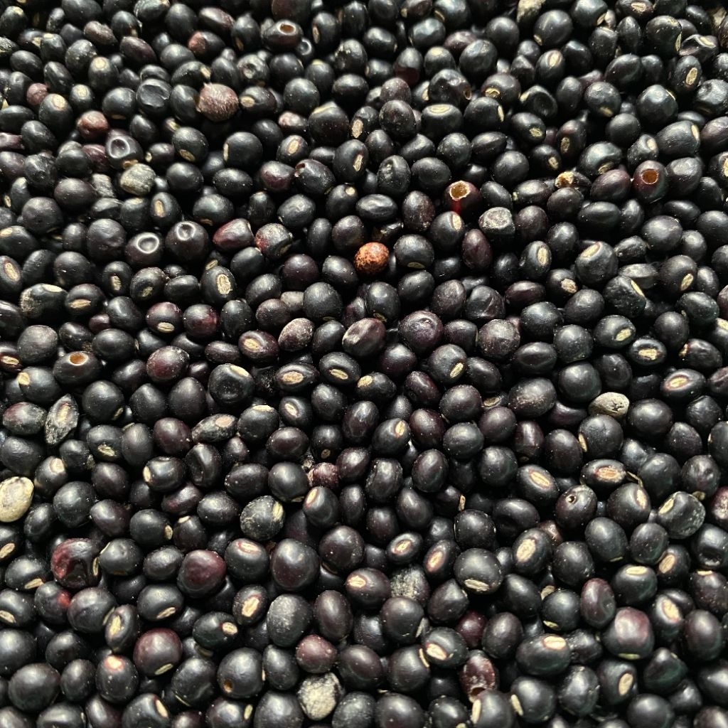 Kacang Gude Mentah Kering