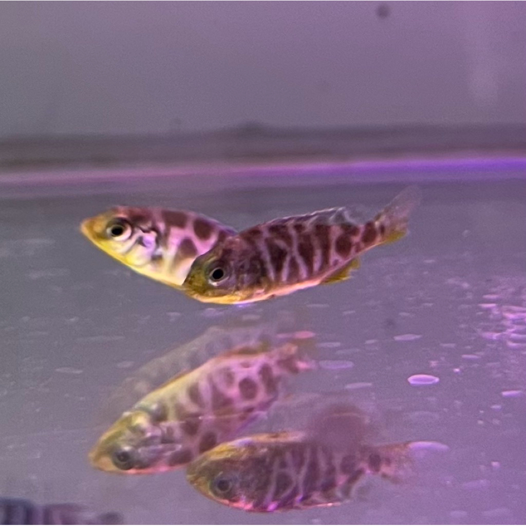 Hiasan aquarium Cichlid venustus