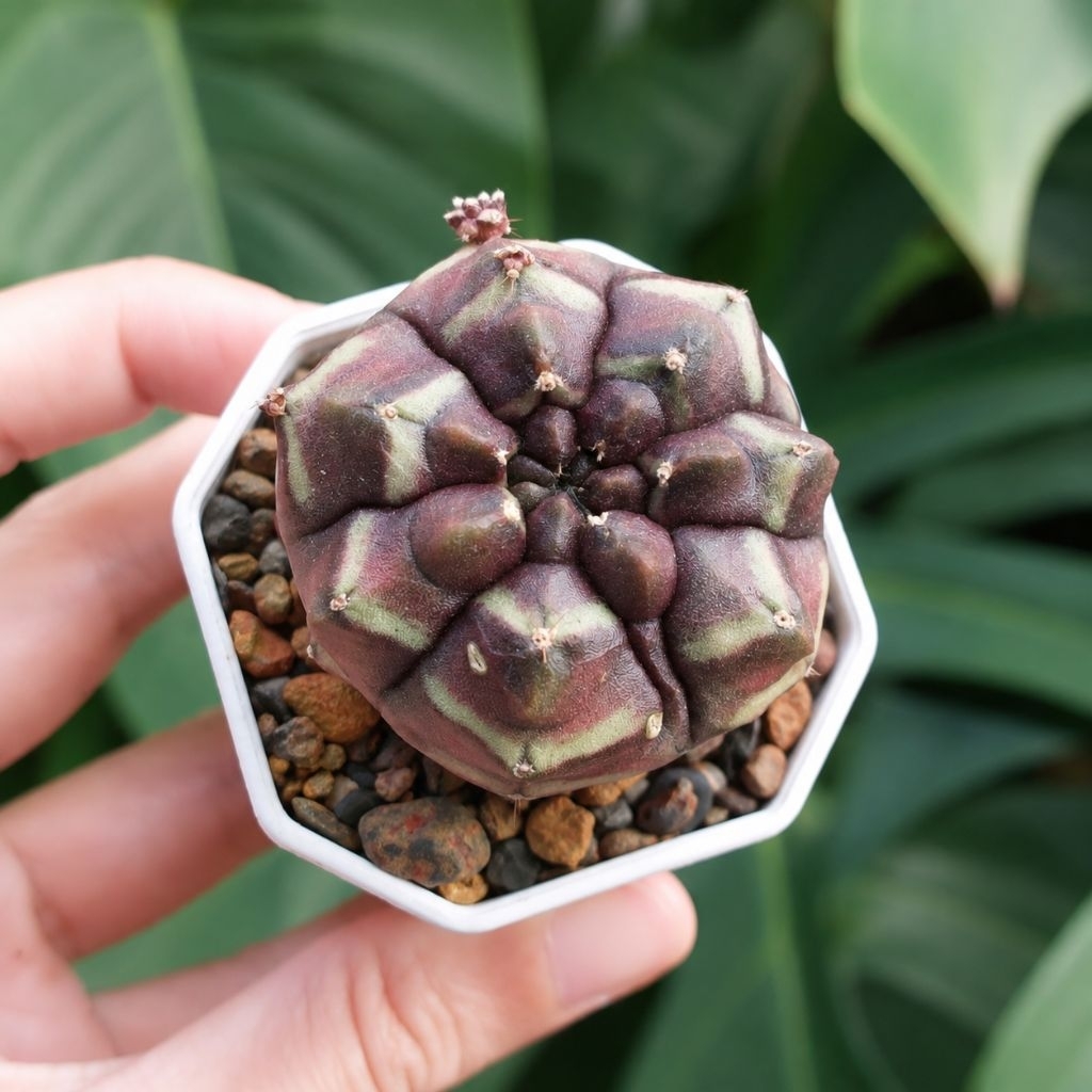 Kaktus Sukulen Gymno ID Gymnocalycium Daydream