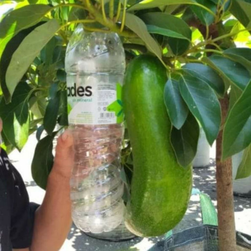 Bibit Alpukat Kelud Super Jumbo Hasil Okulasi Cepat Berbuah