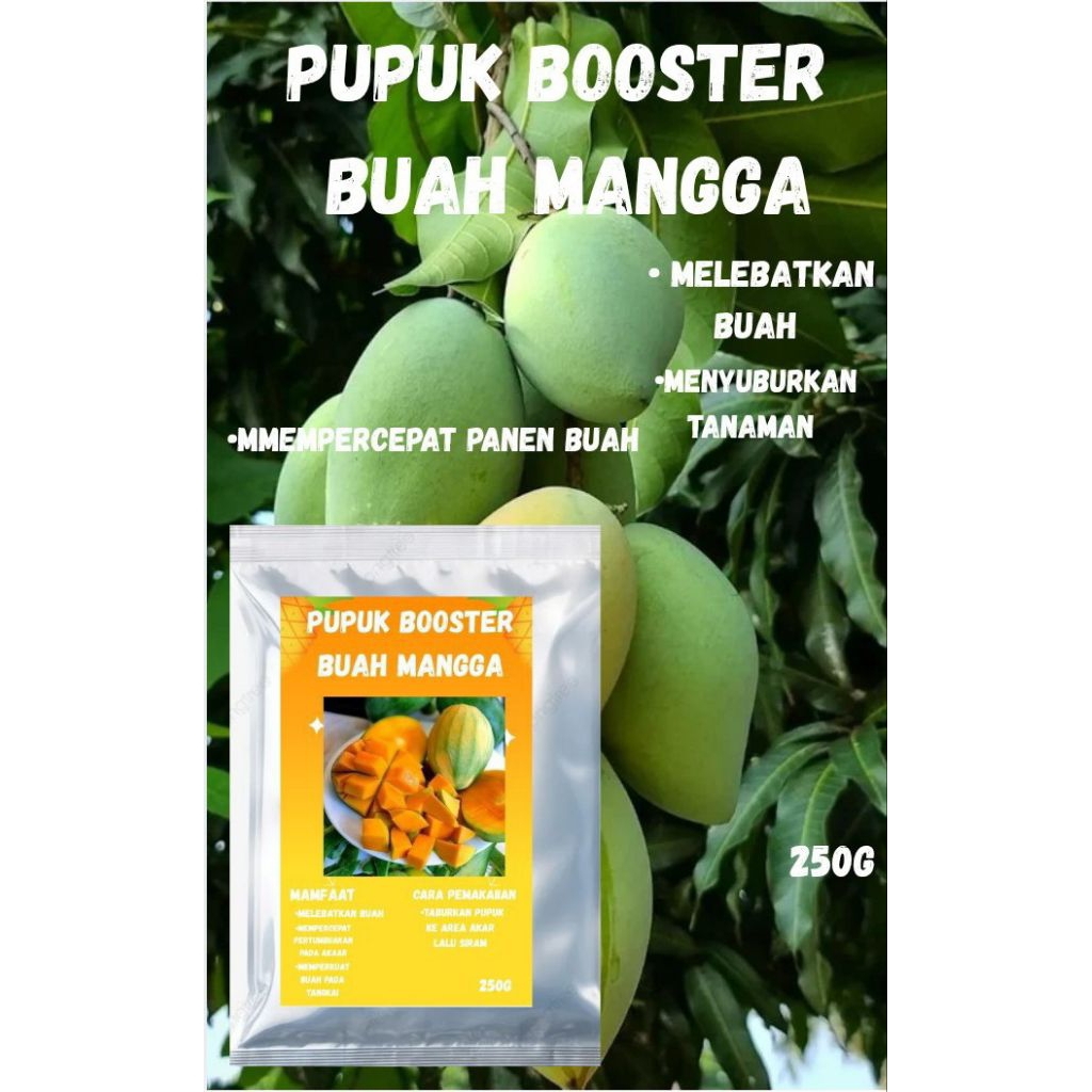 pupuk booster buah mangga