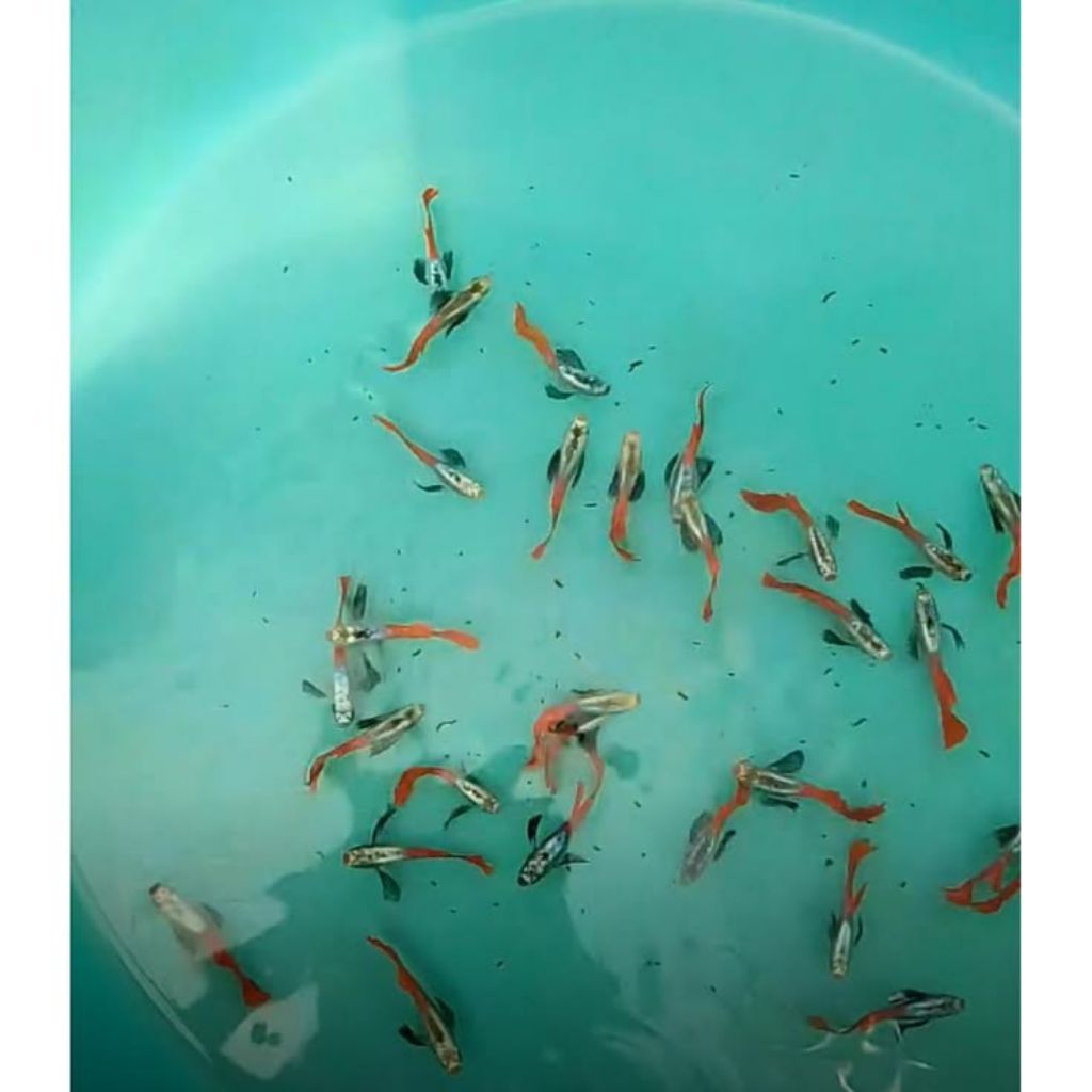 guppy prtde (cendolan)