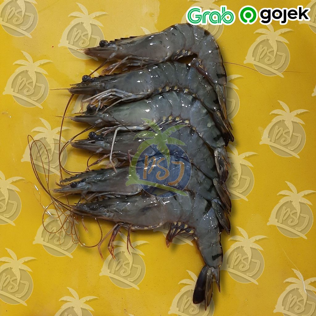 Udang Windu/ Udang pancet Size 25 Udang segar Termurah / Udang laut