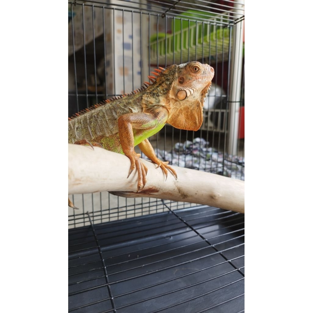 Mainan Iguana Red