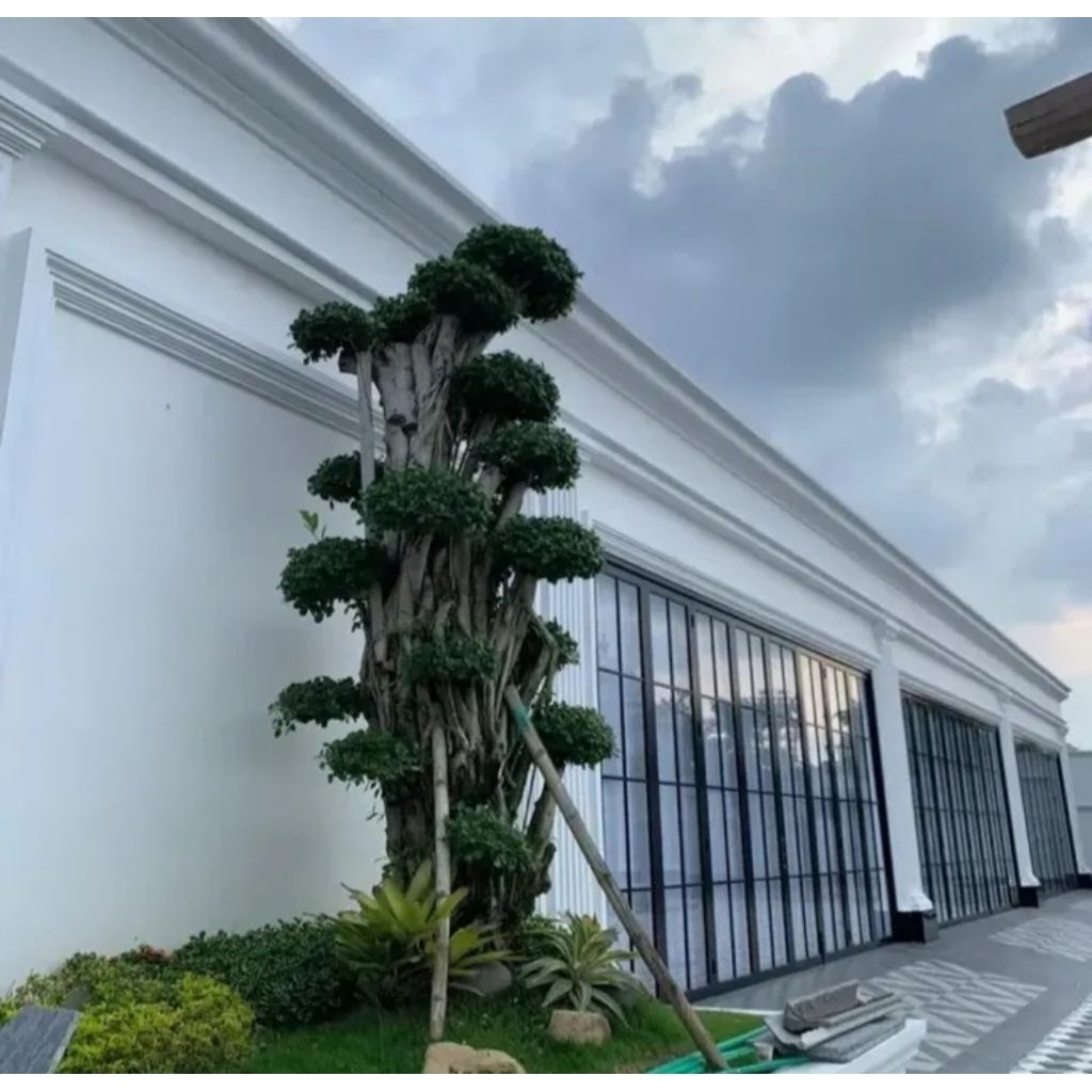 Taman Bonsai Beringin Elegant fosil