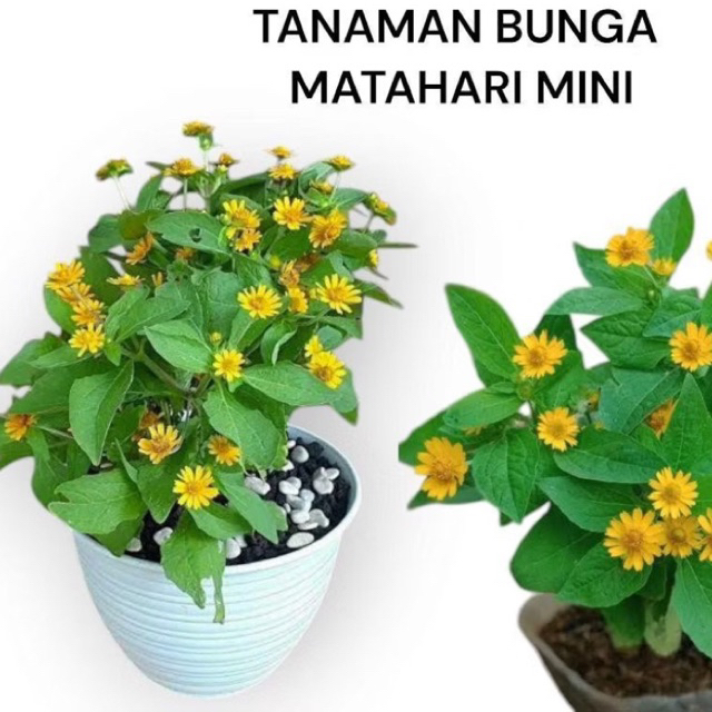 Tanaman Hias Bunga Matahari Mini / Bunga Matahari / Pohon Bunga Matahari / Tanaman Hias Bunga Daun