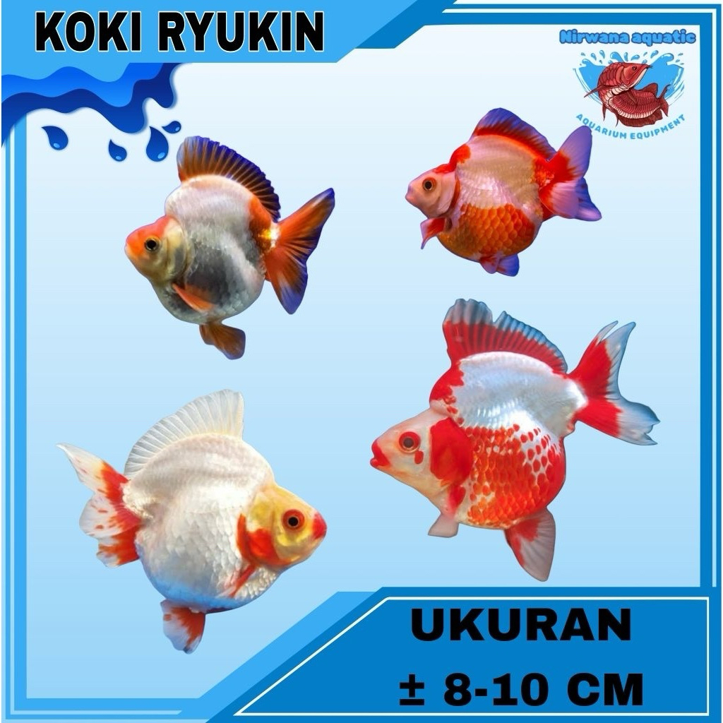 (INSTAN) IKAN KOKI RYUKIN - UKURAN KECIL - SEDANG - JUMBO