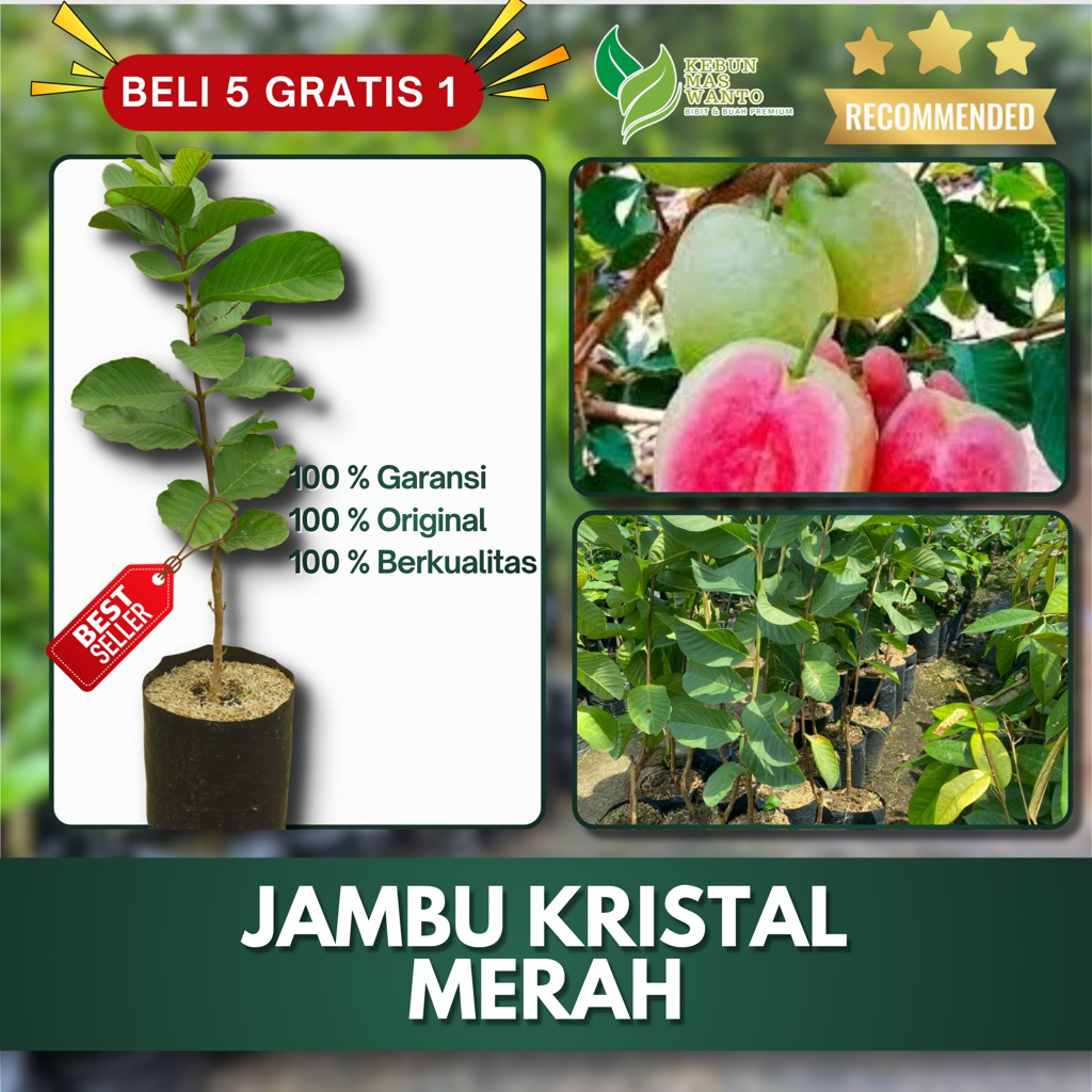 BIBIT BUAH JAMBU VARIETAS KRISTAL MERAH HASIL OKULASI-BIBIT JAMBU KRISTAL MERAH-BIBIT JAMBU KRISTAL