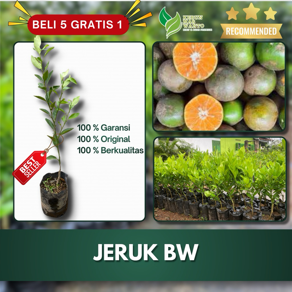 BIBIT BUAH JERUK VARIETAS BW MADU-BIBIT BUAH JERUK-BIBIT JERUK -BIBIT JERUK BW MADU KEBUN MAS WANTO
