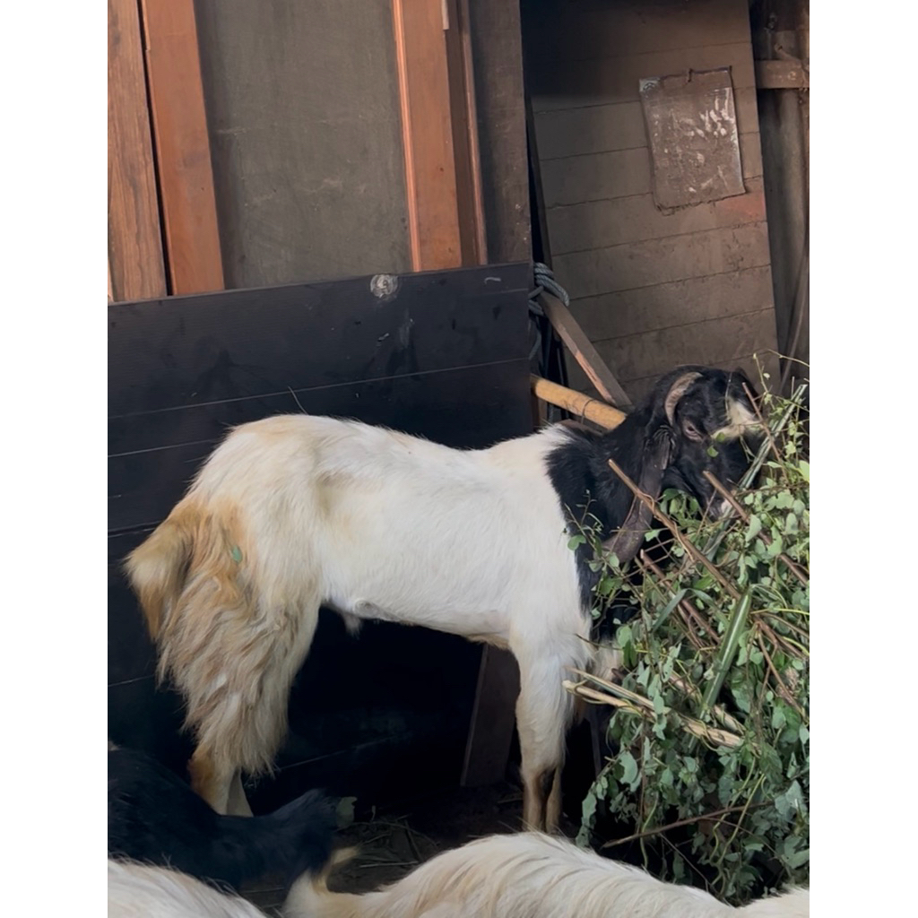 kambing kurban tb 88 bb 50kg