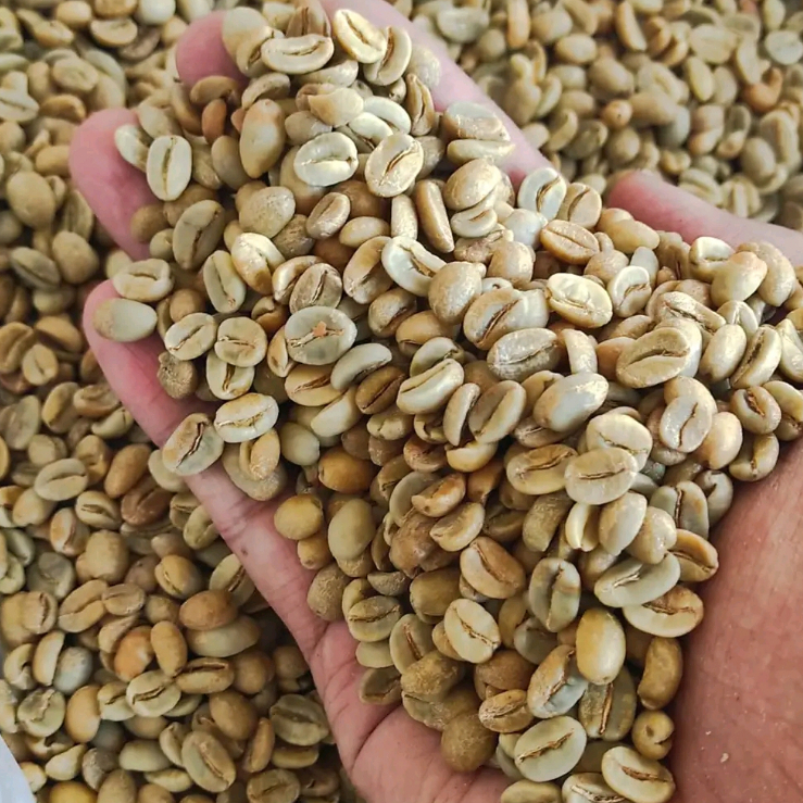 GREEN BEAN / kopi mentah arabika GARUT papandayan proses natural anaerob
