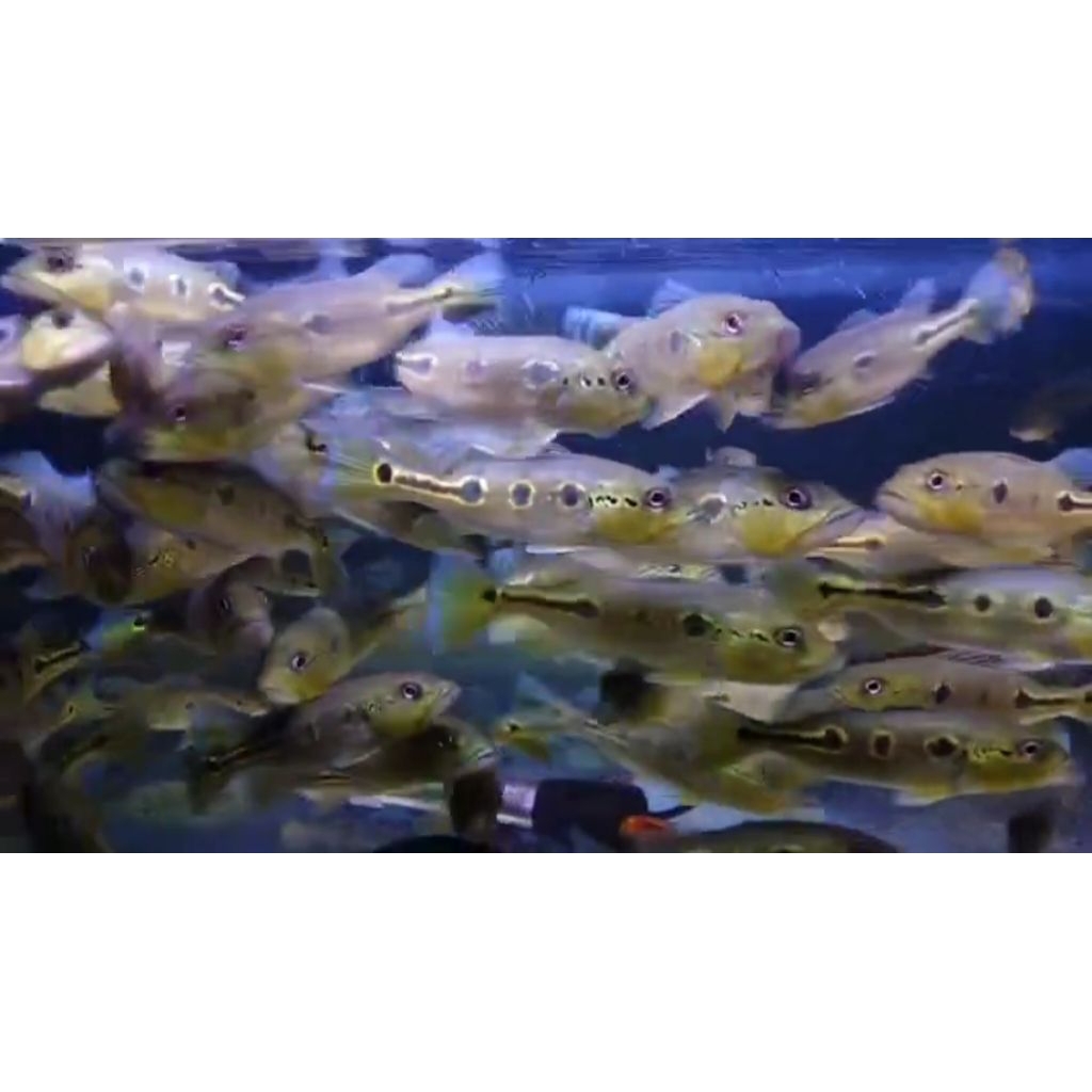 pbass orinoco 14-15cm