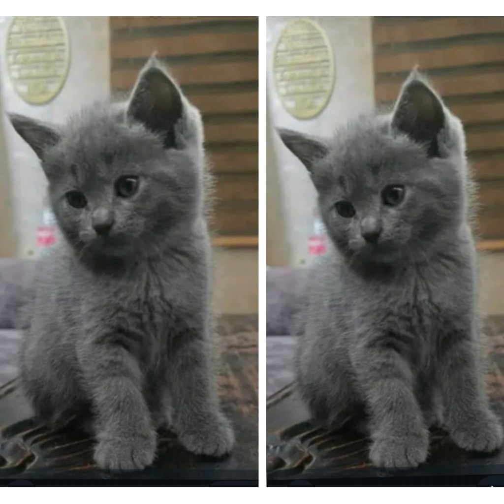 kucing kitten British  Shorthair Bluesolid gemoy