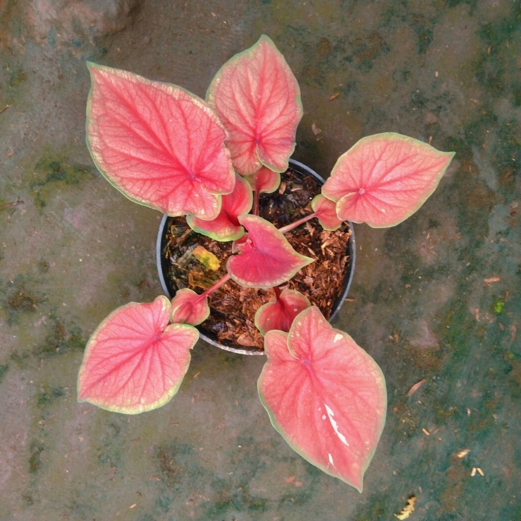 caladium red jaguar