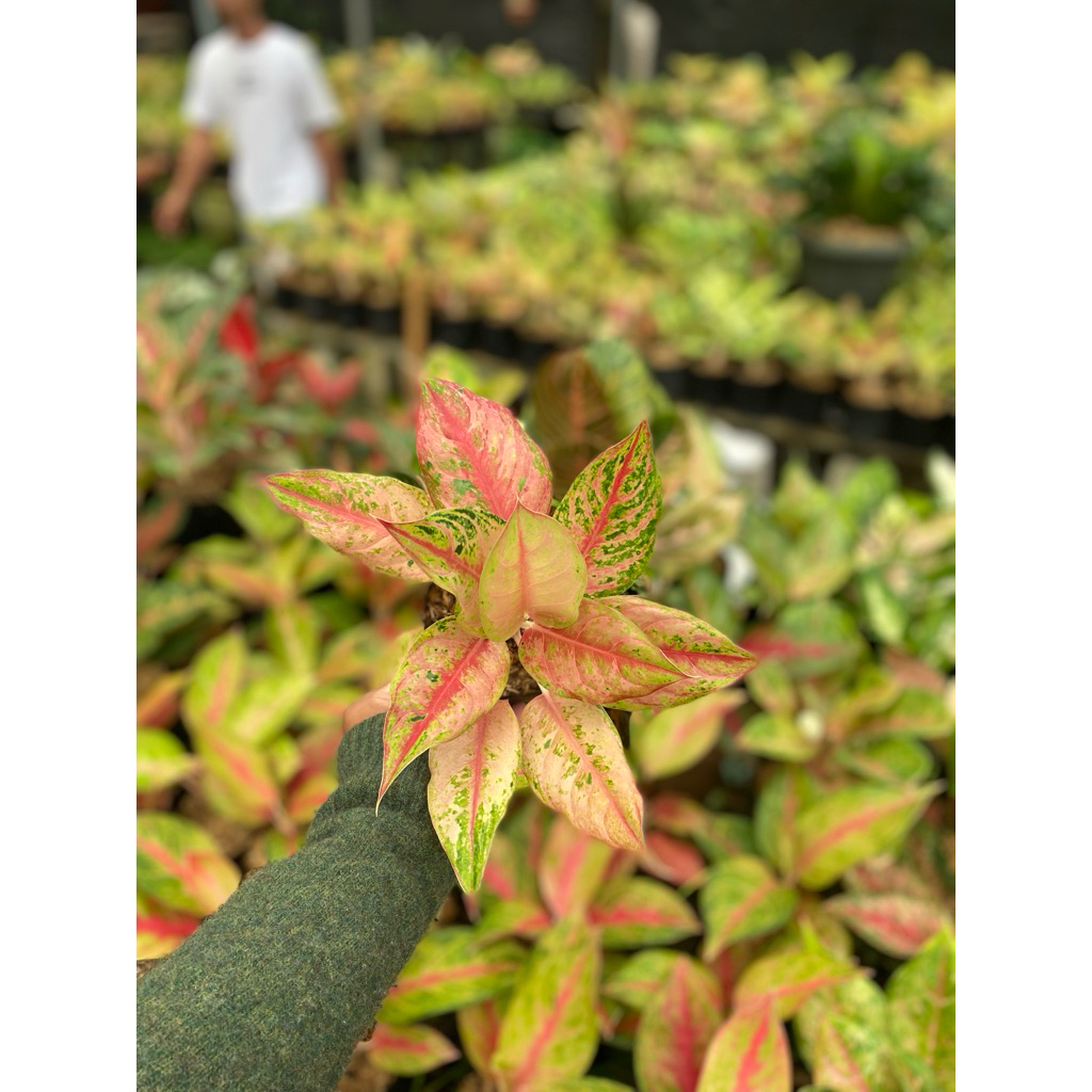 AGLONEMA LOD (LIGHT OF DIAMOND)