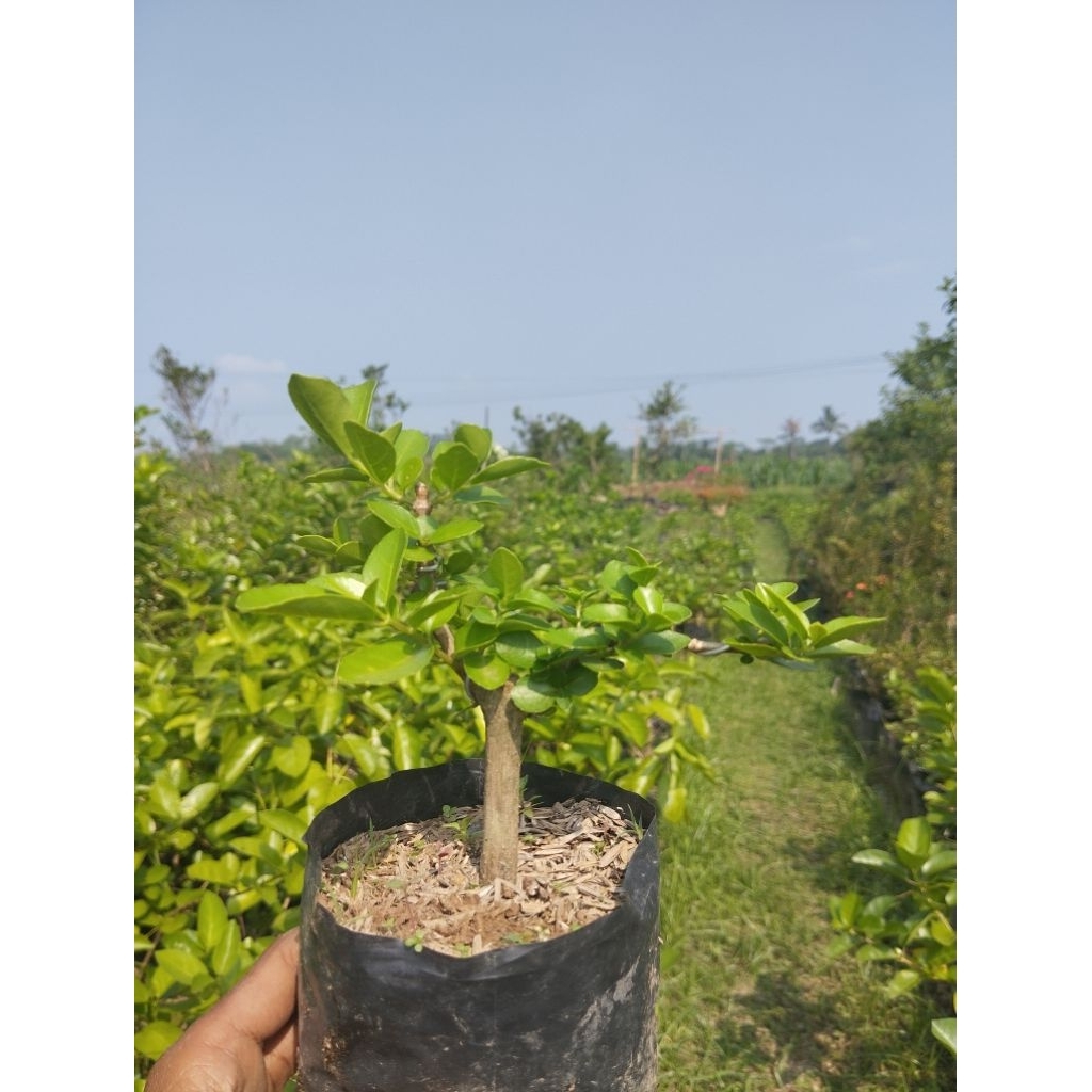 sancang mame