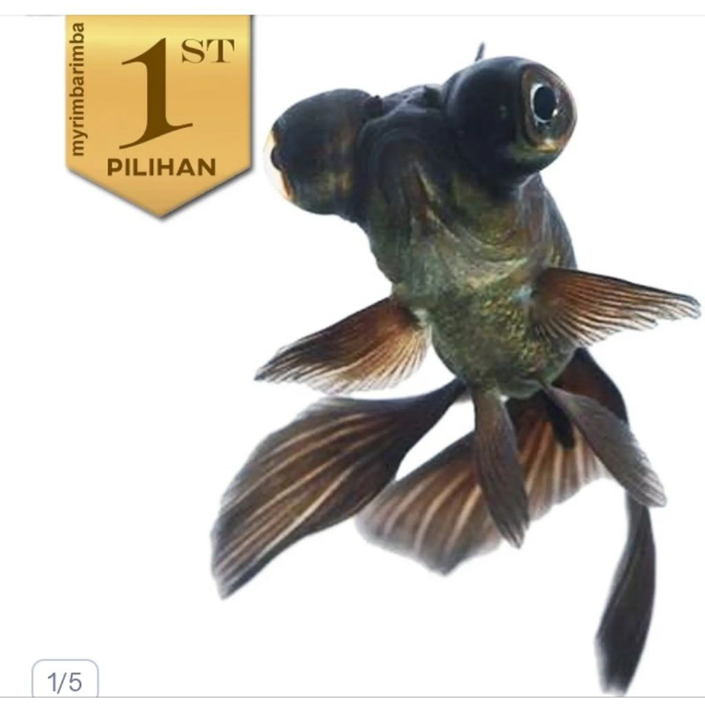 Paket Koloni (isi 10) Ikan Hias Mas Koki Buldog Hitam Hiasan Aquarium Tanaman Air
