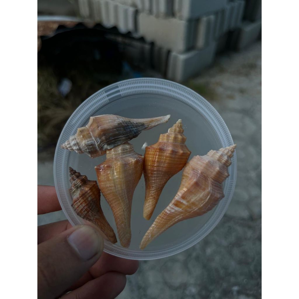 cangkang siput laut per pcs