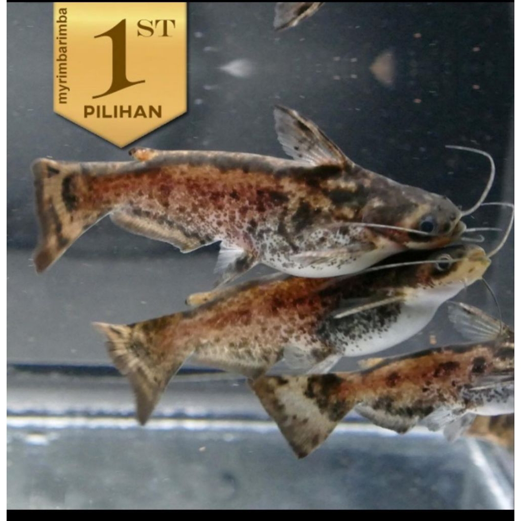 Paket Koloni( isi 10) Colombian Catfish Ikan Hias Predator Hiasan Aquarium Aquascape Kolam