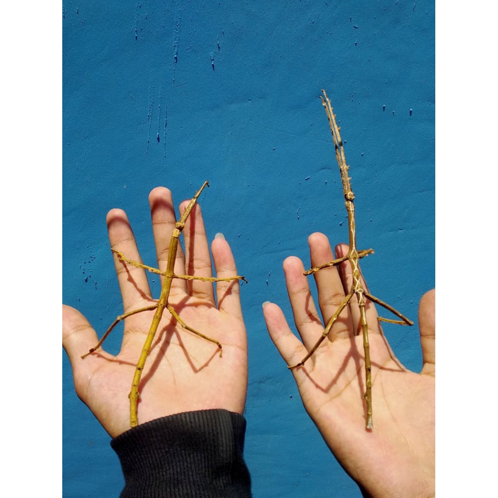 giant stick insect ( tirachoidea sp)
