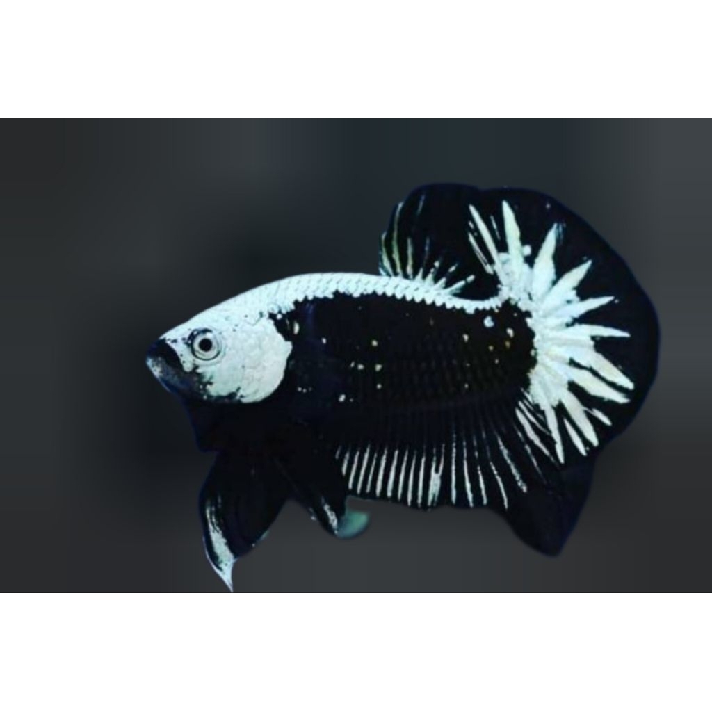 hiasan aquarium ikan hias