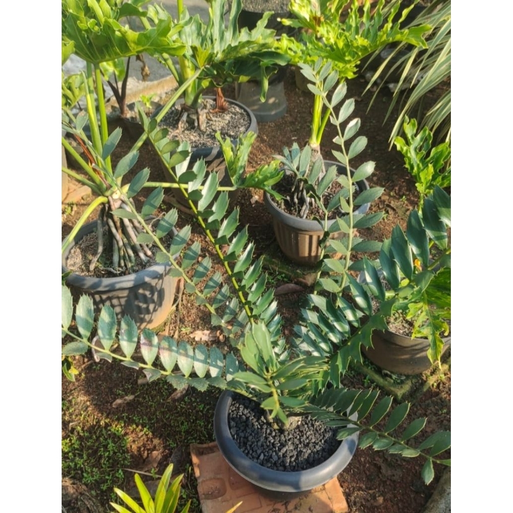 Encephalartos Ferox Mawar caudex 8cm