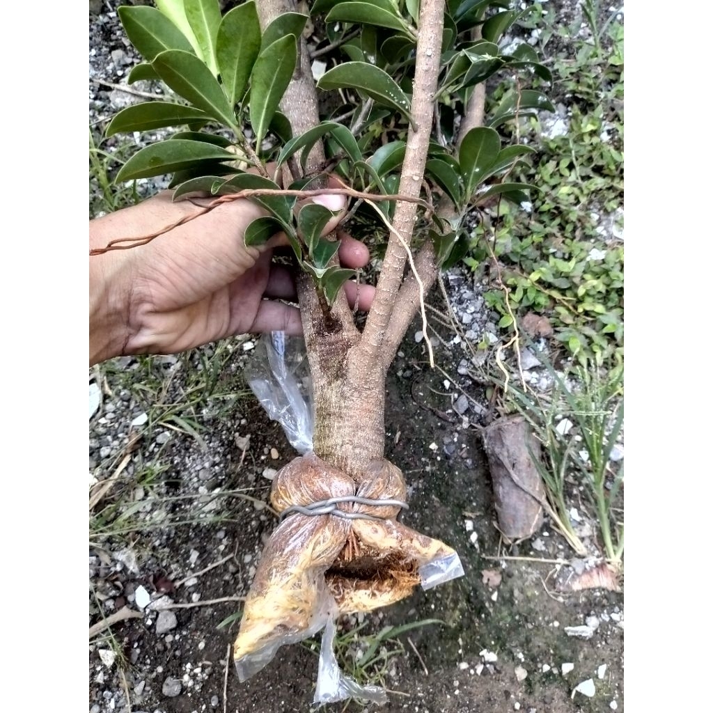 cangkokan beringin elegant (ficus elegant)