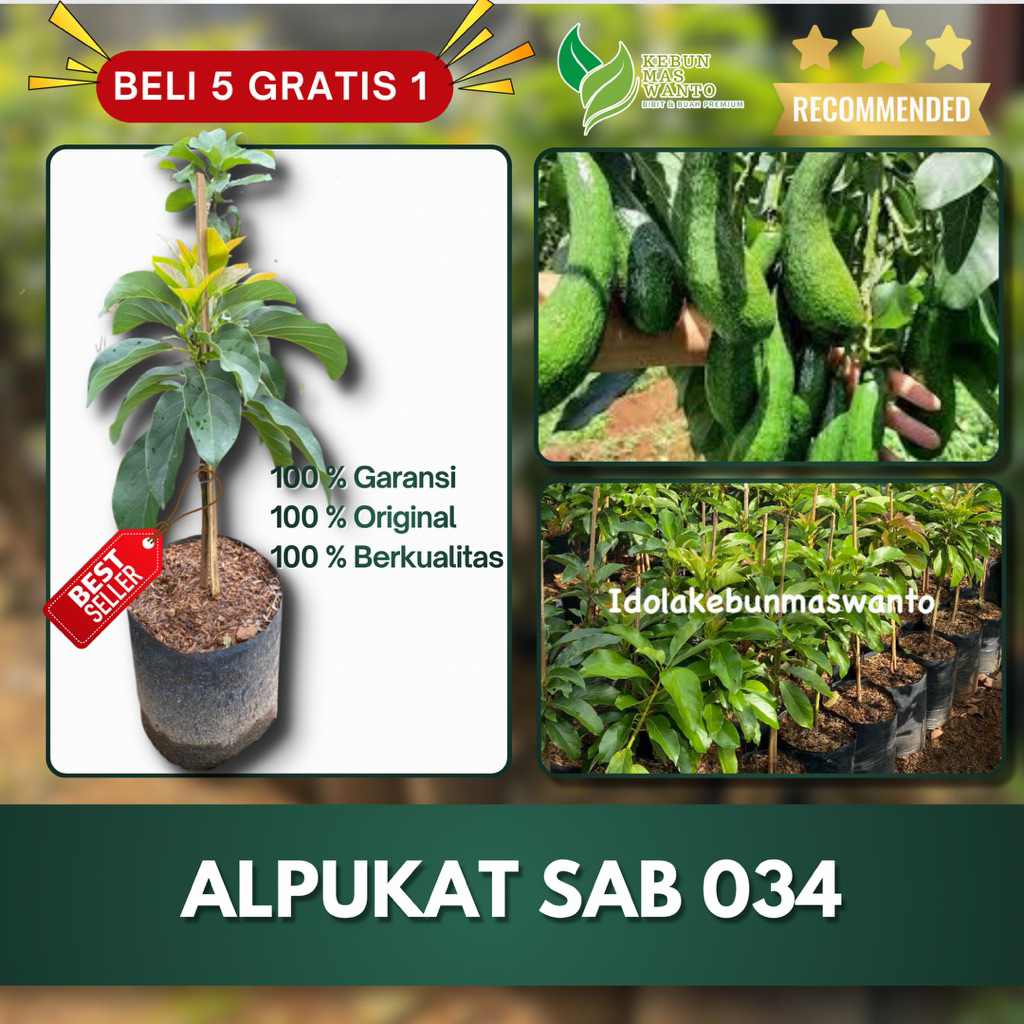 BIBIT ALPUKAT VARIETAS SAB 034 HASIL OKULASI-BIBIT ALPUKAT SAB 034-BIBIT BUAH ALPUKAT-BIBIT ALPUKAT