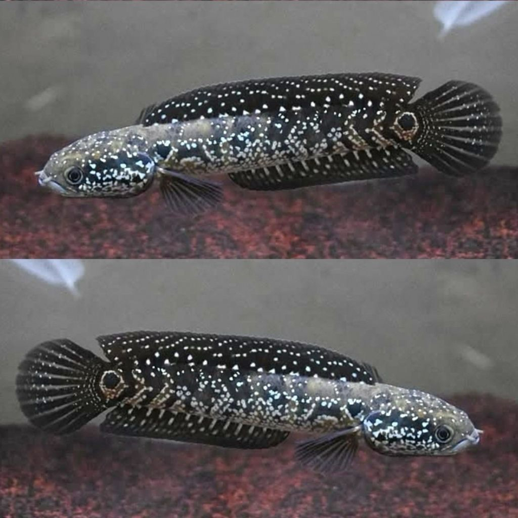 Ikan Channa Asiatica WS - Ukuran 5-10 cm, Berkualitas Tinggi