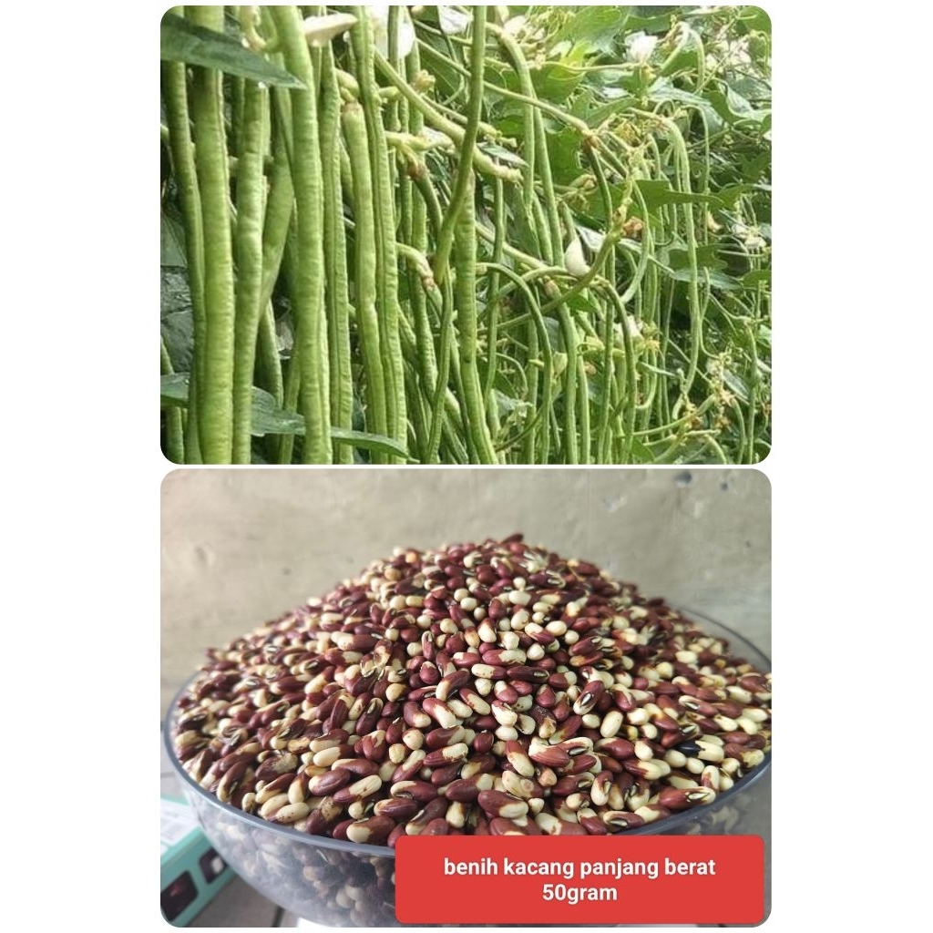 Benih kacang panjang merah putih super 50 gram orian langsung dari petani