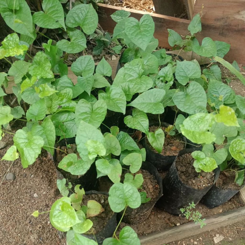 Vegetasi Lebah Bibit Bunga AMP