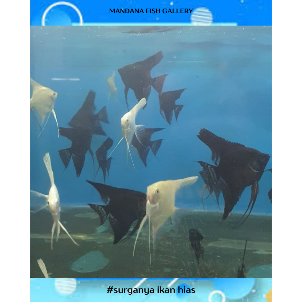 hiasan akuarium ikan hias manfish platinum dan green avatar