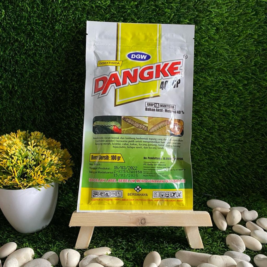 DANGKE 100 GRAM