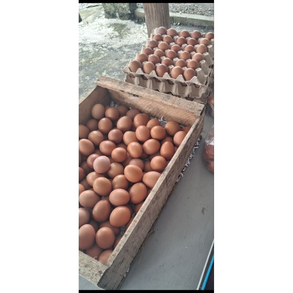 Telur ayam negri