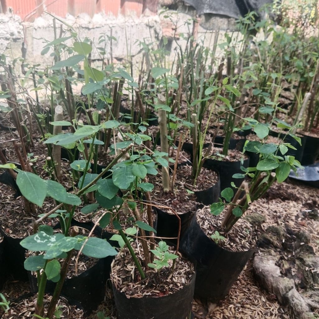 BIBIT DAUN KATUK/TANAMAN DAUN KATUK
