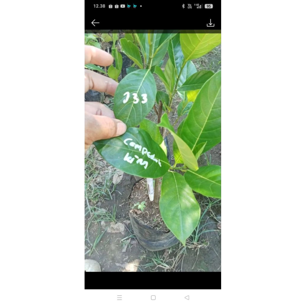 bibit nangka 2dimensi 1pohon 2jenis