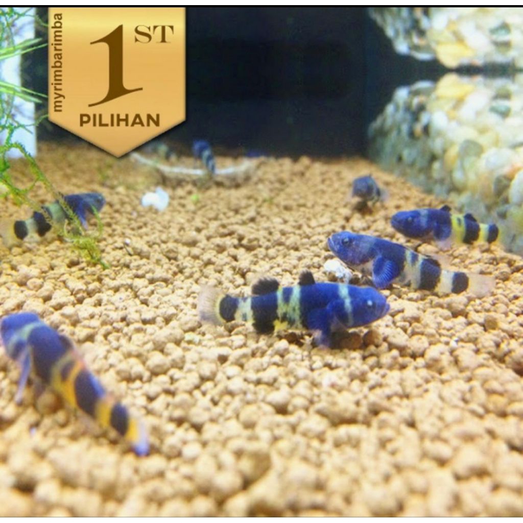 Anakan Mini Goby Bumblebee Ikan Hias Aquascape HIasan Aquarium