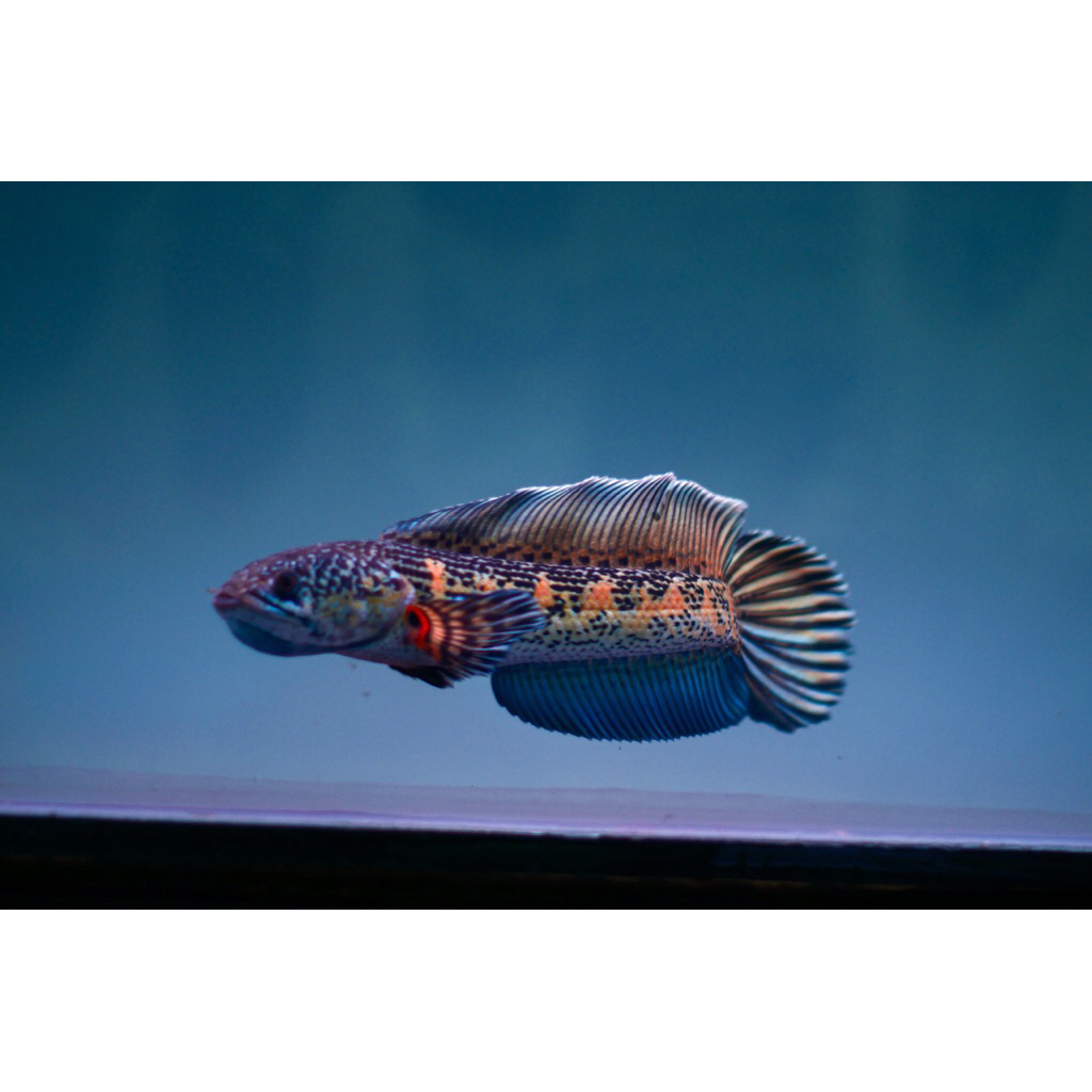 Kaos Auranti / Aurantimaculata LMF