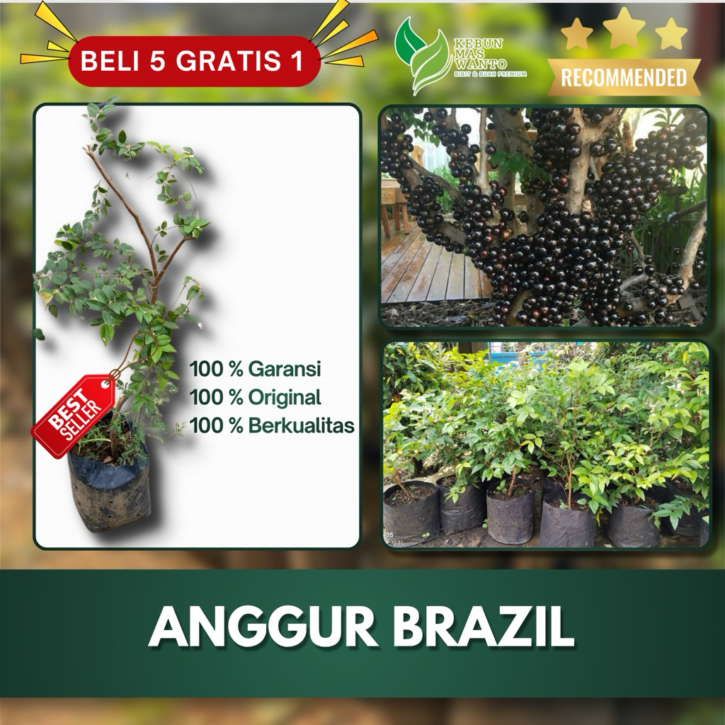 BIBIT BUAH ANGGUR BRAZIL VARIETAS SABARA-BIBIT ANGGUR BATANG-BIBII BUAH ANGGUR-BIBIT ANGGUR